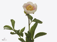 Paeonia (Herb. Hybrid Grp) 'Athena'