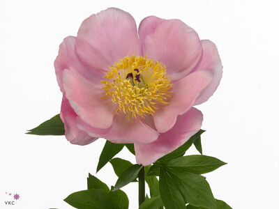 Paeonia (Herb. Hybrid Grp) 'Roselette'