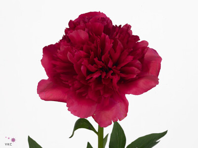 Paeonia (Herb. Hybrid Grp) 'Command Performance'