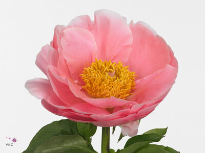 Paeonia (Herb. Hybrid Grp) 'Salmon Chiffon'