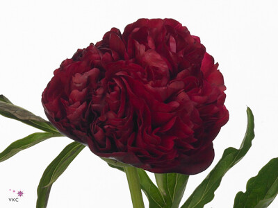 Paeonia (Herb. Hybrid Grp) 'Eliza Lundy'