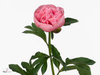 Paeonia (Herb. Hybrid Grp) 'Etched Salmon'