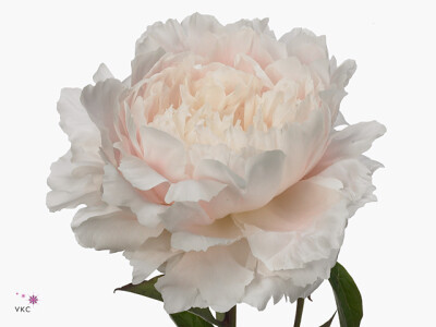 Paeonia (Lactiflora Grp) White Sarah Bernhardt