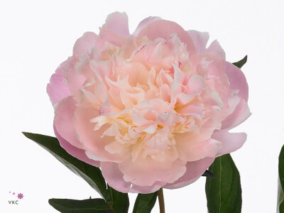 Paeonia (Lactiflora Grp) 'Albert Crousse'