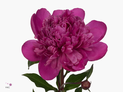 Paeonia (Lactiflora Grp) 'Flevorite'