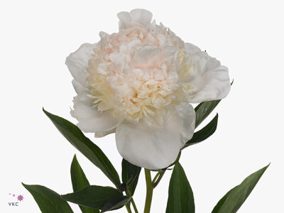 Paeonia (Lactiflora Grp) Iceberg