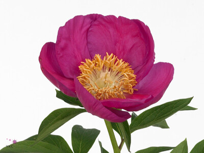 Paeonia (Herb. Hybrid Grp) 'Birthday'