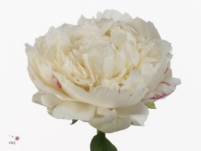 Paeonia (Lactiflora Grp) 'Snow Princess'