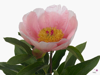 Paeonia (Herb. Hybrid Grp) 'Soft Salmon Saucer'