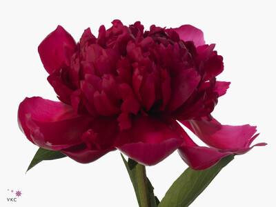 Paeonia (Herb. Hybrid Grp) 'Belgravia'