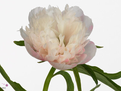 Paeonia officinalis 'Alba Plena'