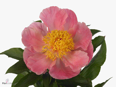 Paeonia (Herb. Hybrid Grp) 'Sugar n' Spice'