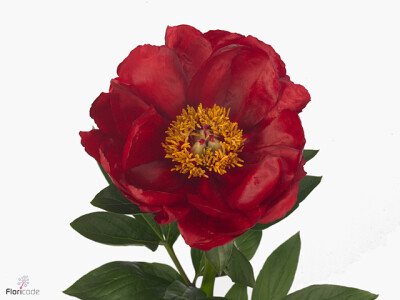 Paeonia (Herb. Hybrid Grp) 'Red Red Rose'