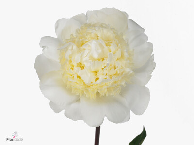 Paeonia (Lactiflora Grp) 'Bridal Gown'