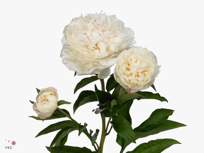 Paeonia (Lactiflora Grp) 'White Sensation'