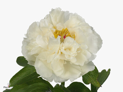 Paeonia (Lactiflora Grp) 'Nelly's Pride'