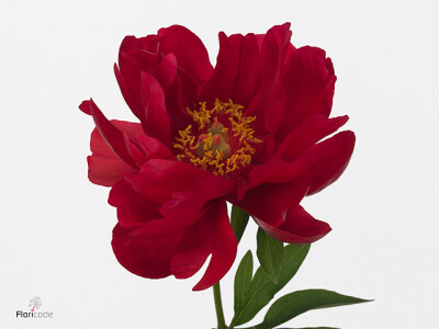 Paeonia (Herb. Hybrid Grp) 'Joyce Ellen'