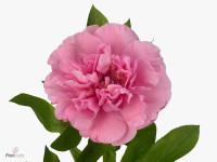 Paeonia (Herb. Hybrid Grp) 'Carnation Bouquet'