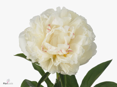 Paeonia (Lactiflora Grp) 'Fringed Ivory'