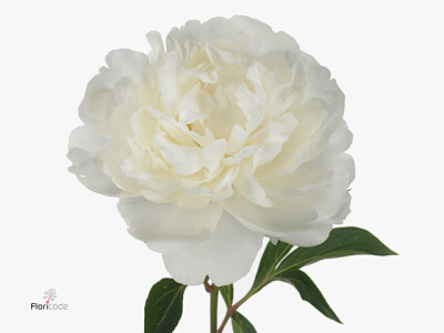 Paeonia (Lactiflora Grp) 'Camellia White'