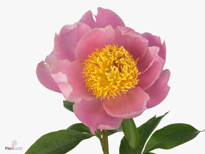 Paeonia (Lactiflora Grp) 'Kolossos'