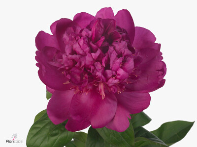 Paeonia (Lactiflora Grp) 'Best Man'