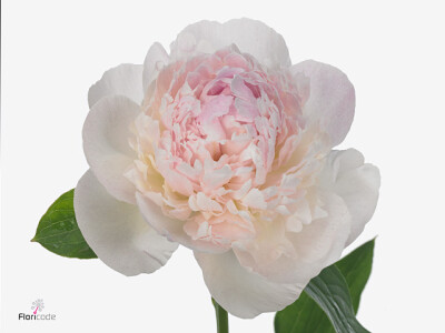 Paeonia (Lactiflora Grp) 'Chiffon Parfait'