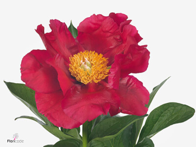 Paeonia (Herb. Hybrid Grp) 'America'