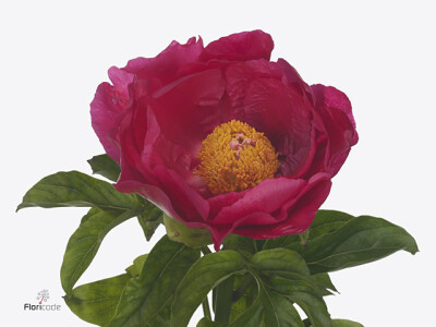 Paeonia (Herb. Hybrid Grp) 'Eventide'