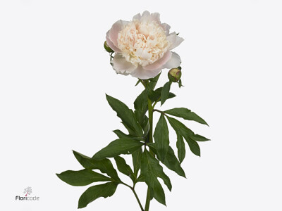 Paeonia (Lactiflora Grp) 'Madame Calot'