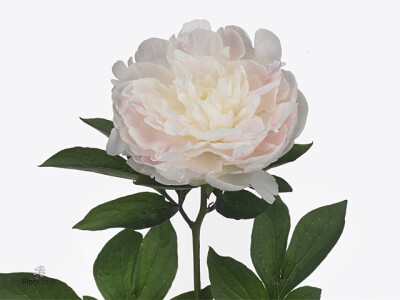 Paeonia (Lactiflora Grp) Bright White