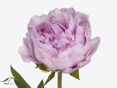 Paeonia suffruticosa 'Gioia Pink'