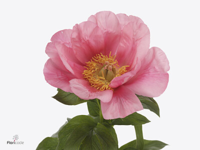 Paeonia (Herb. Hybrid Grp) 'Lovely Rose'