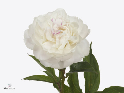 Paeonia (Lactiflora Grp) 'Mrs J.V. Edlund'