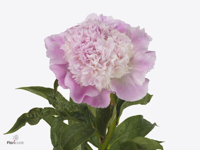 Paeonia (Lactiflora Grp) 'She's My Star'