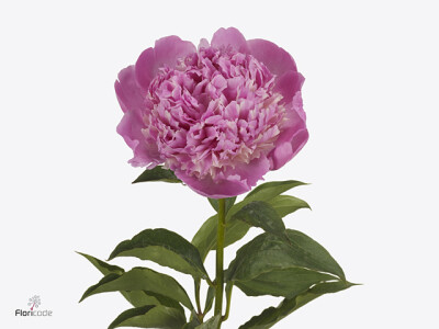 Paeonia (Lactiflora Grp) 'Whopper'