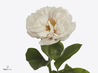 Paeonia (Herb. Hybrid Grp) 'Blushing Princess'