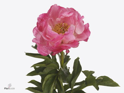 Paeonia (Herb. Hybrid Grp) 'Pink Choice'