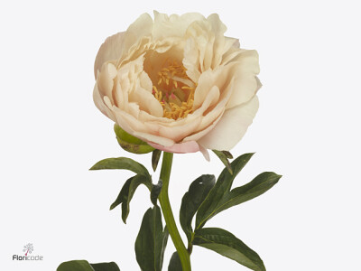 Paeonia (Herb. Hybrid Grp) 'King's Day'