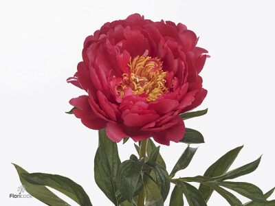 Paeonia (Herb. Hybrid Grp) 'Raspberry Charm'