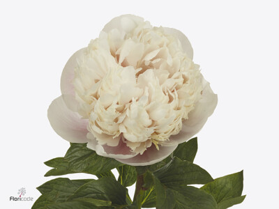 Paeonia (Herb. Hybrid Grp) 'Colonel Owen Cousins'