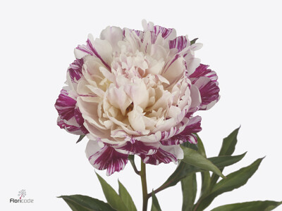 Paeonia (Lactiflora Grp) 'Candy Stripe'