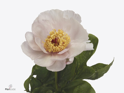 Paeonia (Herb. Hybrid Grp) 'Lullaby Blessings'