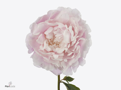 Paeonia (Lactiflora Grp) 'Moon River'