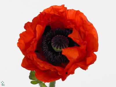 Papaver orientale 'Red Star'