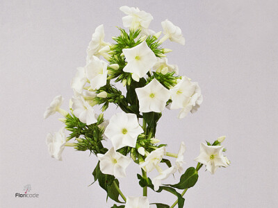 Phlox (Paniculata Grp) 'White Admiral'