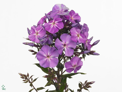 Phlox (Paniculata Grp) 'Blue Boy'