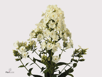 Phlox (Paniculata Grp) Icecap