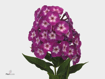 Phlox (Paniculata Grp) 'Laura'