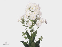 Phlox (Paniculata Grp) 'Danielle'